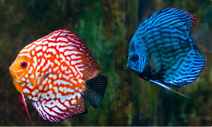 Дискус — аквариумная рыбка: уход, содержание, разведение в домашних условиях