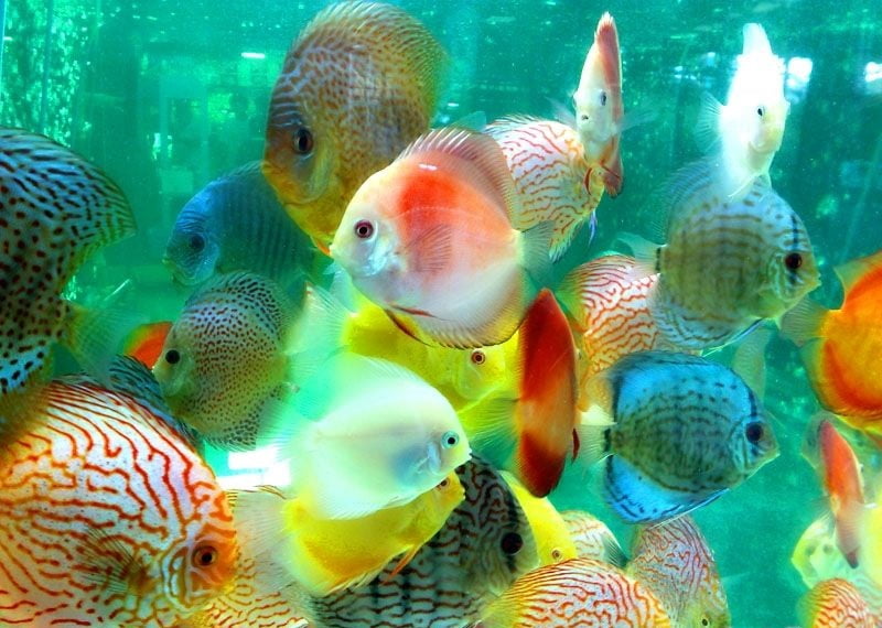 Дискус — аквариумная рыбка: уход, содержание, разведение в домашних условиях