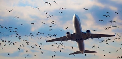 Столкновение самолета с птицей в Алматы